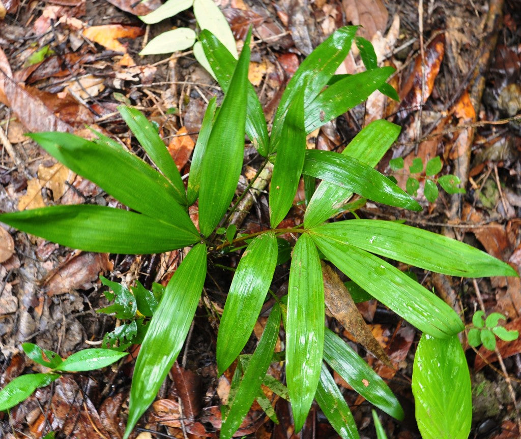 Rattan Seedling Planted in the Jungle. Sustainability and The Rattan Company