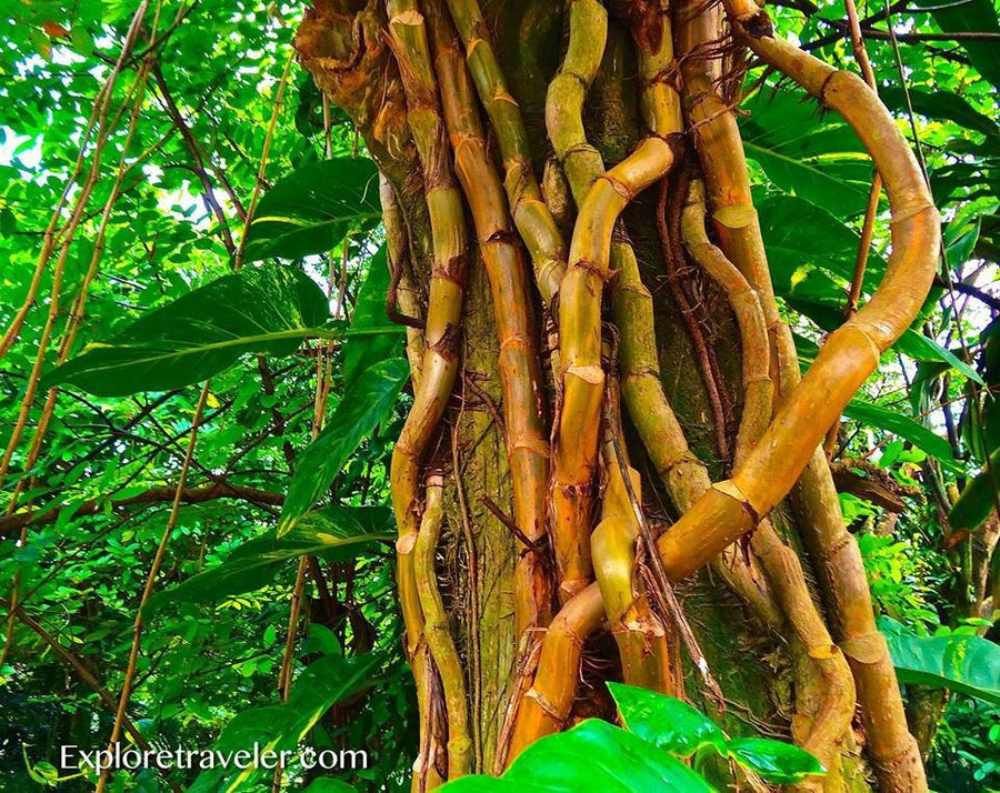 Sustainable furniture in rattan | Eco friendly furniture – The Rattan ...